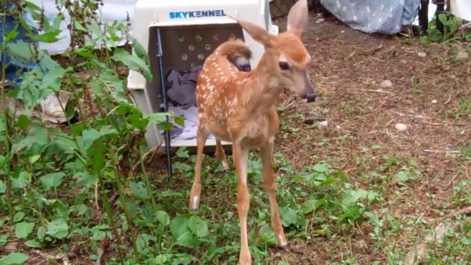 Etats-Unis : un chien sauve un faon de la noyade