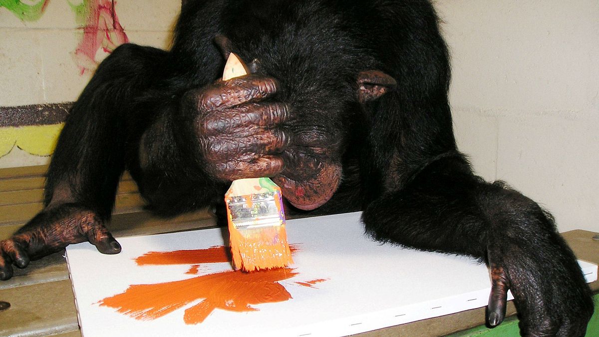 Maymunların yaptığı resimler sergileniyor