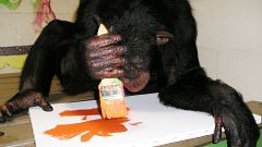 Kunst von Affen unter dem Hammer