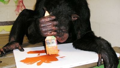 نمایشگاهی از نقاشی شامپانزه‌های هنرمند