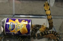 Etats-Unis : des serpents dans des… emballages de chips !