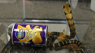 Man ‘smuggled venomous snakes in crisp container’