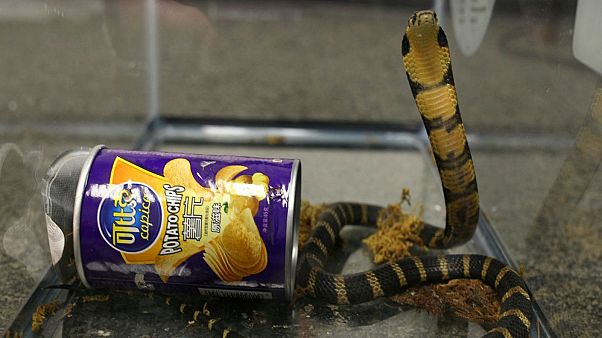 Mérgeskígyók chips-nek álcázva Mérgeskígyók chips-nek álcázva