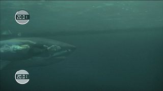 ABD'li yüzücü Michael Phelps'in son rakibi köpekbalığı oldu