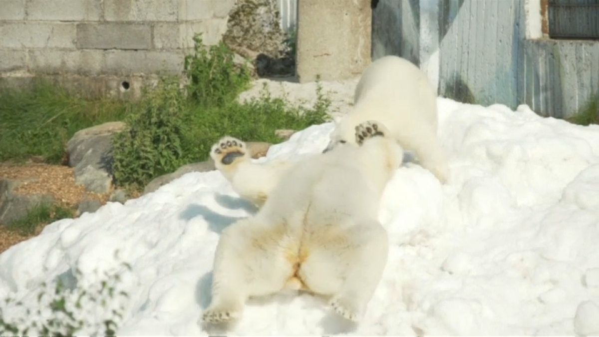 الثلج المنعش لدببة القطب في فنلندا