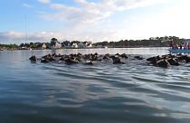 سباحة البوني، طراز سباحة أمريكي