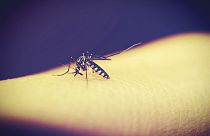 چرا پشه‌ها بعضی‌ها را بیشتر نیش می‌زنند؟