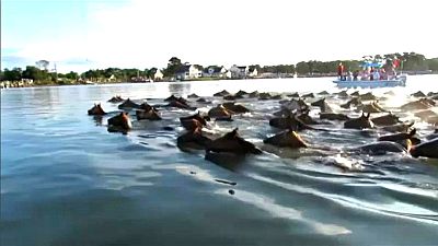 Chincoteague Ponies takes the plunge