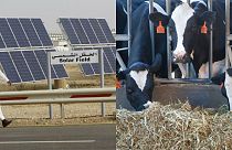 شركة سعودية تسعى لتوليد الطاقة من روث الأبقار