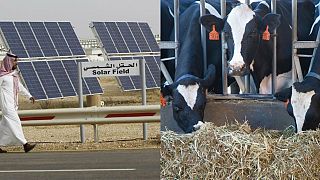 شركة سعودية تسعى لتوليد الطاقة من روث الأبقار