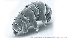 Los secretos del genoma del tardígrado, una especie indestructible