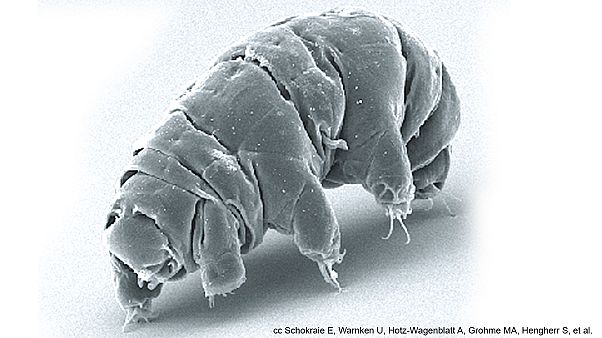 I segreti del tardigrado, l'animale più resistente del mondo I segreti del tardigrado, l'animale più resistente del mondo