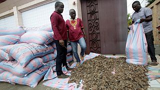 3 tonnes of pangolin scales seized by Ivorian authorities