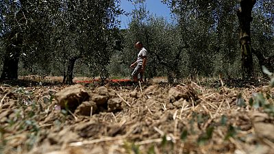 Kuraklık İtalya'da tarımı vurdu! Zarar 2 milyar Euro'yu aştı
