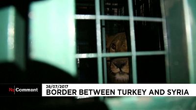 Aleppo zoo animals given new home in Turkey