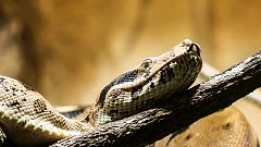 Boa Constrictor im Gesicht festgebissen: Frau wählt Notruf