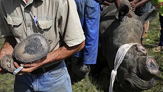 Zambie : arrestation de 3 Chinois pour trafic de cornes de rhinocéros