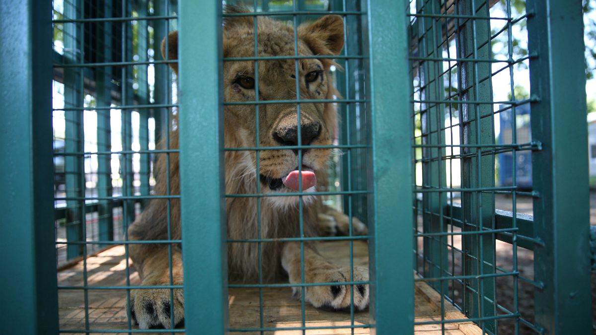 Rettung für Aleppos letzte Zootiere