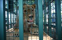 Rettung für Aleppos letzte Zootiere