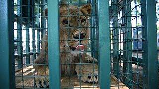 مداوای حیوانات باغ وحش حلب سوریه در ترکیه