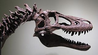 T-Rex on sale for $3 million on eBay sparks outrage