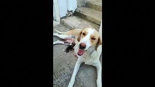 Dog shows maternal instincts by breastfeeding kitten