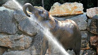 Estanque para elefantes en el Zoo de Viena