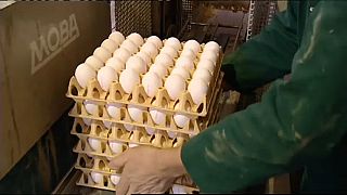 Millionen verseuchte Eier zurückgerufen