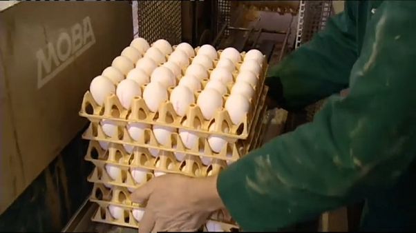 Millionen verseuchte Eier zurückgerufen Millionen verseuchte Eier zurückgerufen