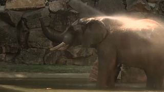 Fürdő az elefántoknak