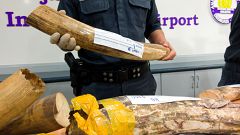 Προϊόντα άγριας πανίδας κατέσχεσαν οι αρχές τς Μαλαισίας
