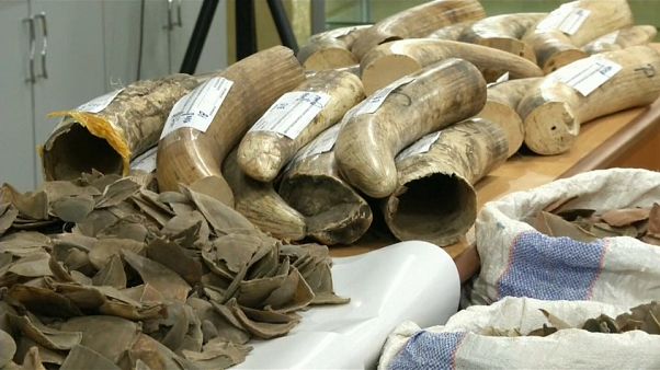 حجز شحنتين من العاج المهرب في مطار كوالالمبور حجز شحنتين من العاج المهرب في مطار كوالالمبور