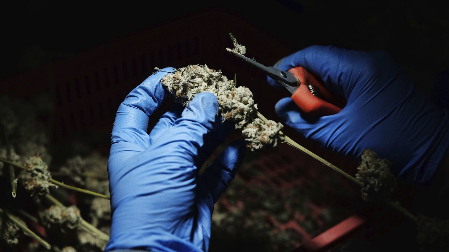 Image: Cannabis Worker