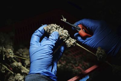 A cannabis worker trims a cannabis flower at Loving Kindness Farms in Gardena, Calif., on April 4, 2019.