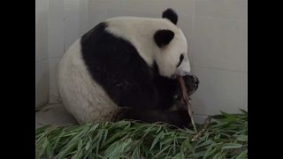Watch: China's oldest panda mom just had twins