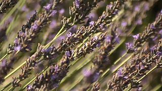Provence lavender under threat from climate change