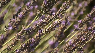 Lavanda a rischio, vittima del riscaldamento globale