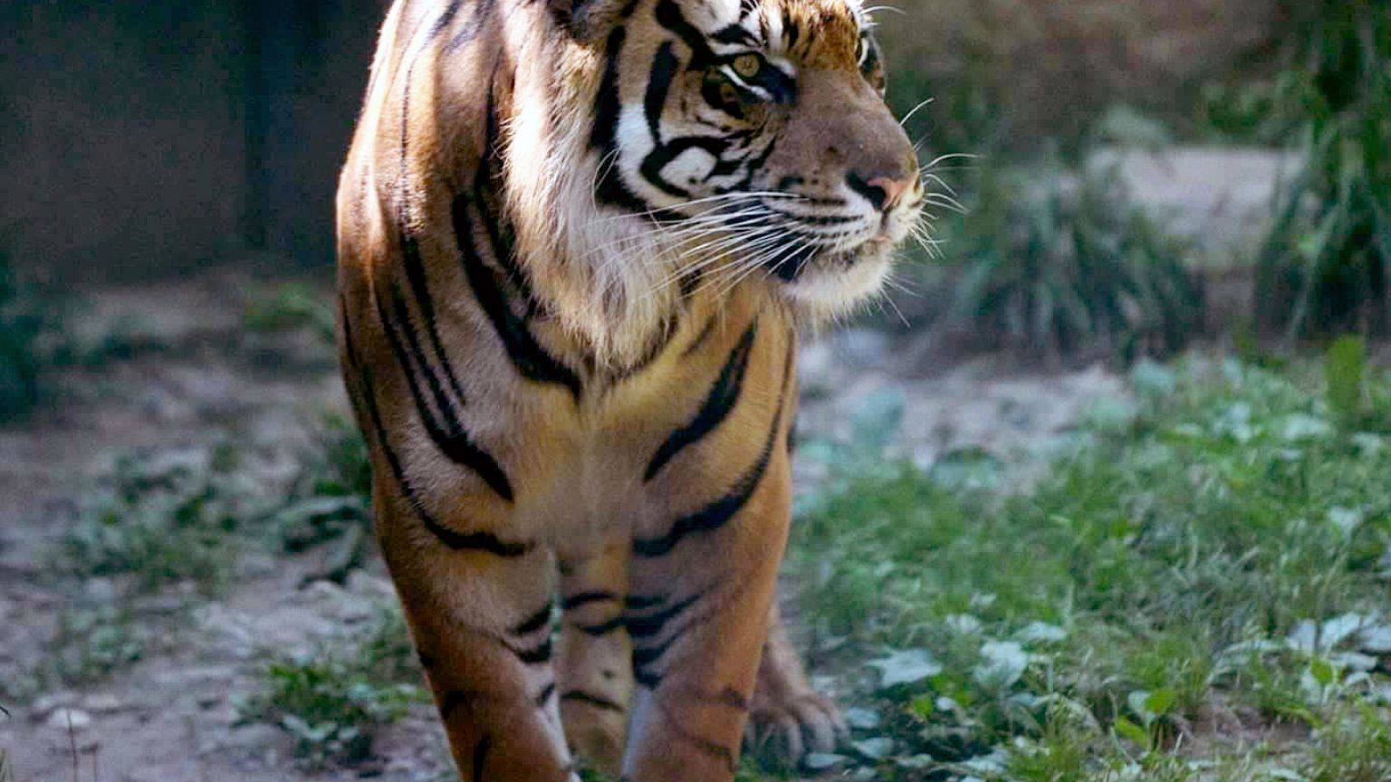 Zookeeper hospitalized after tiger attack at Topeka Zoo