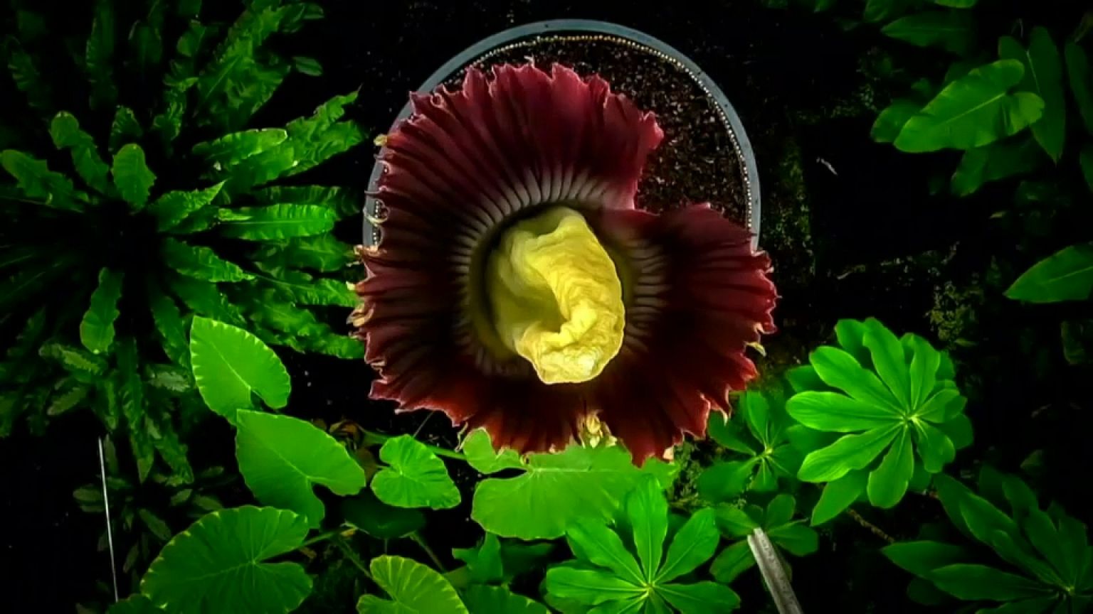 'Rotting flesh' flower pulls in Edinburgh crowds