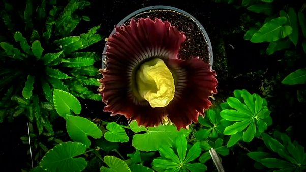 'Rotting flesh' flower pulls in Edinburgh crowds 'Rotting flesh' flower pulls in Edinburgh crowds