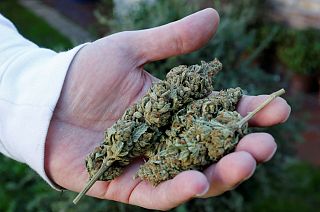 Medical cannabis shops pay taxes with bundles of cash in California