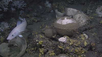 Scientists absorbed by deep-sea sponges