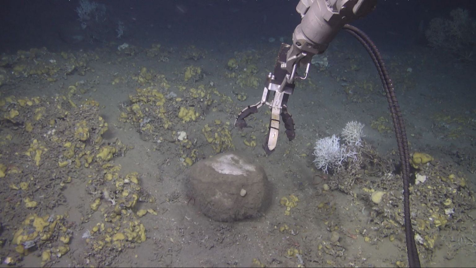 Takeaway: Filters of the ocean