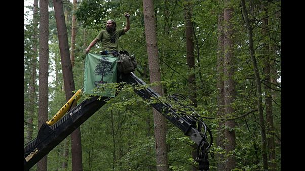 Спасти Беловежскую пущу Спасти Беловежскую пущу