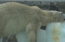 Ice cubes keep polar bears cool in sizzling Hungary