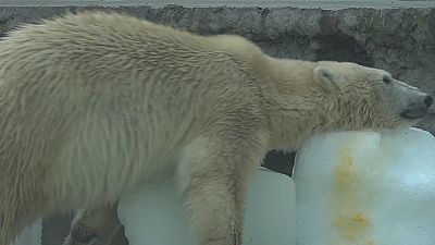 Cubos de hielo para refrescar a los osos polares en Budapest