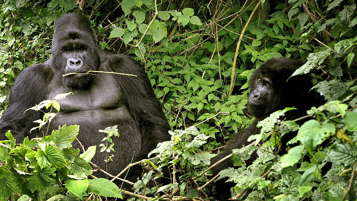 Orphaned gorillas strike a pose in park ranger's selfie