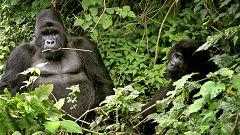 Orphaned gorillas strike a pose in park ranger's selfie