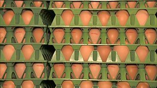 Οι βελγικές αρχές γνώριζαν από τον Ιούνιο για τα «τοξικά» αυγά