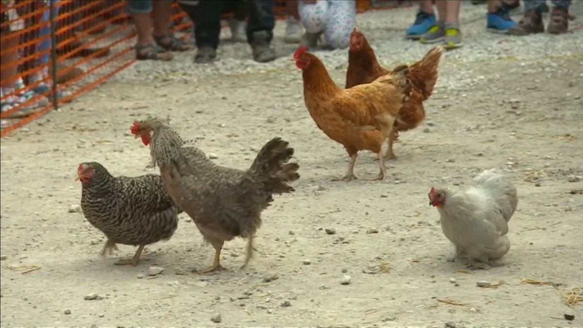 Chicken Run: Feathers fly at World Hen Racing Championships